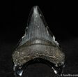 Great Bargain - Inch Megalodon Tooth #135-1